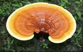 Reishi mushroom